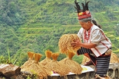 Philippines: Rice safeguard duties to be imposed next month  