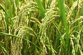 Jan-Sep rice exports plummet