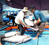 Việt Nam works hard to combat illegal fishing 
