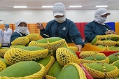 Vietnam: An Giang's rice and fruit could be exported to the US
