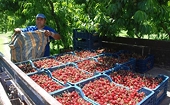 US may hit Turkish cherries with tariffs after anti-dumping probe