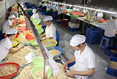 Vietnam: Cashew exports to exceed target, says industry