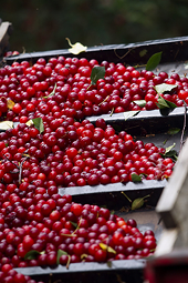 Turkey: ITC to rule soon on dried cherry dumping