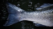ITC Investigates Illegal Seafood Imports
