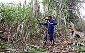 Development chances for sugar sector still ahead: PM