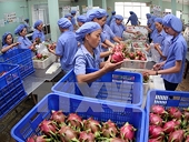 Veggie, fruit exporters seek new markets through EVFTA