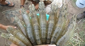 Vietnam expects EU shrimp export boost from trade deal