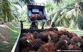 India not extending 5% safeguard duty on Malaysian palm oil