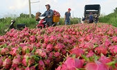 Coronavirus hits Vietnam’s fruit exports to biggest market, China