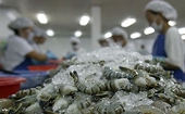 Bright prospects ahead for shrimp exports to US despite COVID-19