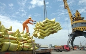 Vietnam to fully resume rice exports from May
