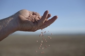 Trade tensions: China imposes punitive duties on Australian barley as Canberra calls for virus probe