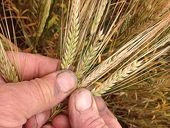 China's Commerce Minister addresses tariffs on Australian barley for first time