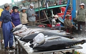 EU to exempt tax on 11,500 tonnes of Vietnamese tuna