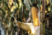EU drops import tariff on maize