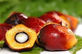 Malaysia to file WTO case against EU over palm oil curbs this year