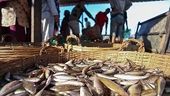 Vietnam’s seafood exports recovering as contraction slows down