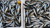 WTO members search for compromise as text-based negotiations on fishing subsidies continue