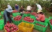 Agricultural exports to EU increase