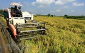 Rice exports drop in volume but still rise in value