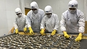 September shrimp exports rise sharply despite COVID-19