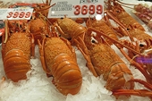 Australian lobster halted by Chinese customs checks, fuels trade dispute concerns