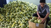 Russia increases import of fresh Vietnamese pomelos