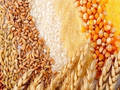 China rejects Australia’s appeal to remove barley import tariff