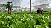 Market still opens for organic agricultural exports