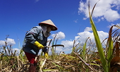 Sugar producers accuse Thai firms of dumping