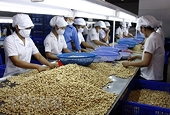 Việt Nam remains world's top cashew exporter