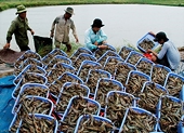 Shrimp exports to EU surge
