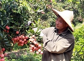 Export target of over 41 billion USD within reach: Agricultural sector