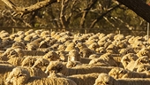 China raises import quota on Australian wool