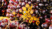 Malaysia initiates WTO dispute complaint against EU palm oil measures