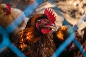 Sapa applies for anti-dumping duties on ‘unfair’ chicken imports from 5 countries