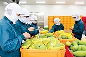Vietnam records US$589 million trade surplus with the UK