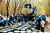 Local rubber exports to China enjoy impressive growth