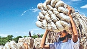 India may review anti-dumping duty on jute goods