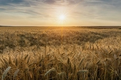 China’s tariffs on Australian barley to be escalated to World Trade Organization