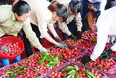 Farming, forestry, seafood export value up almost 20 percent in Q1