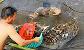  Vietnam aims at US$4 billion of shrimp export revenue in 2021