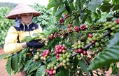 Focusing on increasing coffee’s export value