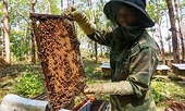 Vietnam honey exports face US anti-dumping probe