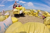 Rice exports set to see bright prospects in coming months