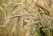 Australia Seeking WTO Panel Intervention To Resolve Trade Disputes Over Barley With China