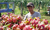 Vietnam fruit exports to China face competition from neighbors
