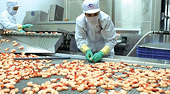 Shrimp exports swell despite COVID-19 pandemic