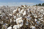 Indian seek withdrawal of cotton import duty
