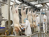 Export of livestock products grew impressively